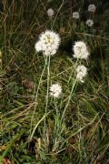 Allium ericetorum